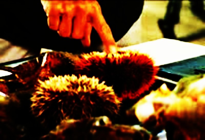 vietnam,socialist republic of vietnam,viet nam,annam,vietnam war