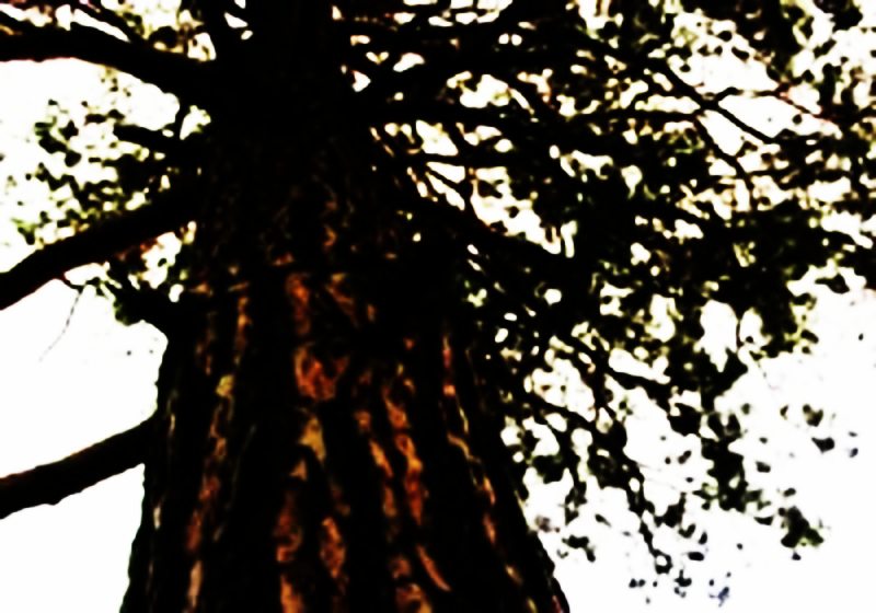 animal,animal(a),carnal,fleshly,sensual,animate being,beast,brute,creature,fauna