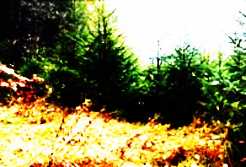 bear,give birth,deliver,birth,have,digest,endure,stick out,stomach,stand,tolerate,support,brook,abide,suffer,put up,turn out,take over,accept,assume,hold,carry,contain,yield,wear,behave,acquit,deport,conduct,comport,have a bun in the oven,gestate,expect