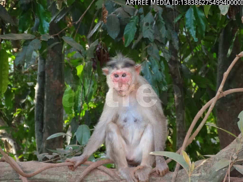 monkey,scamp,rascal,rapscallion,scalawag,scallywag,tamper,fiddle,putter,mess around,potter,tinker,monkey around,muck about,muck around