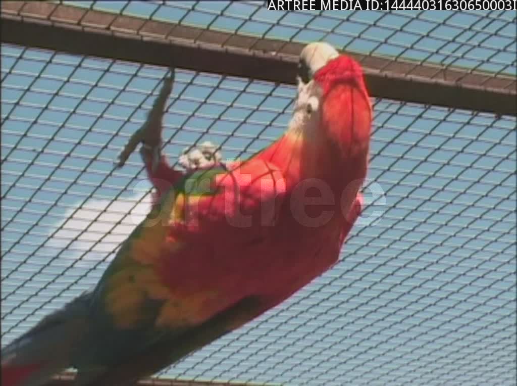 bird,fowl,dame,doll,wench,skirt,chick,hoot,bronx cheer,hiss,raspberry,razzing,razz,snort,shuttlecock,birdie,shuttle,birdwatch