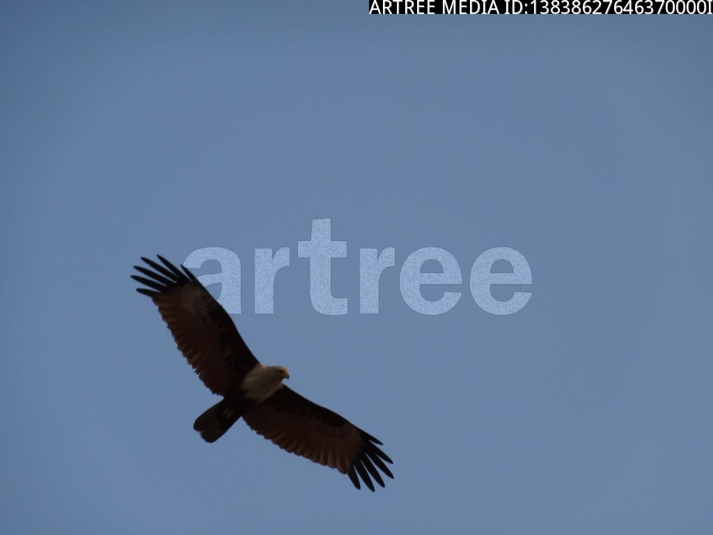 eagle,bird of jove,double birdie