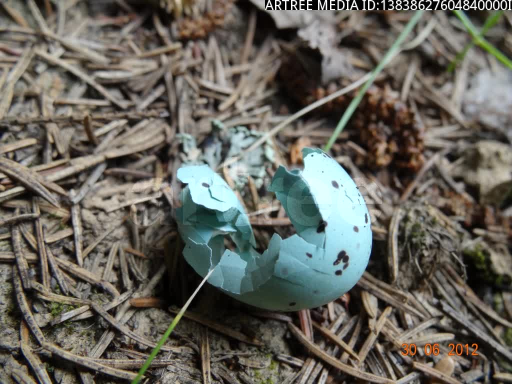 egg,eggs,testis,testicle,orchis,ball,ballock,bollock