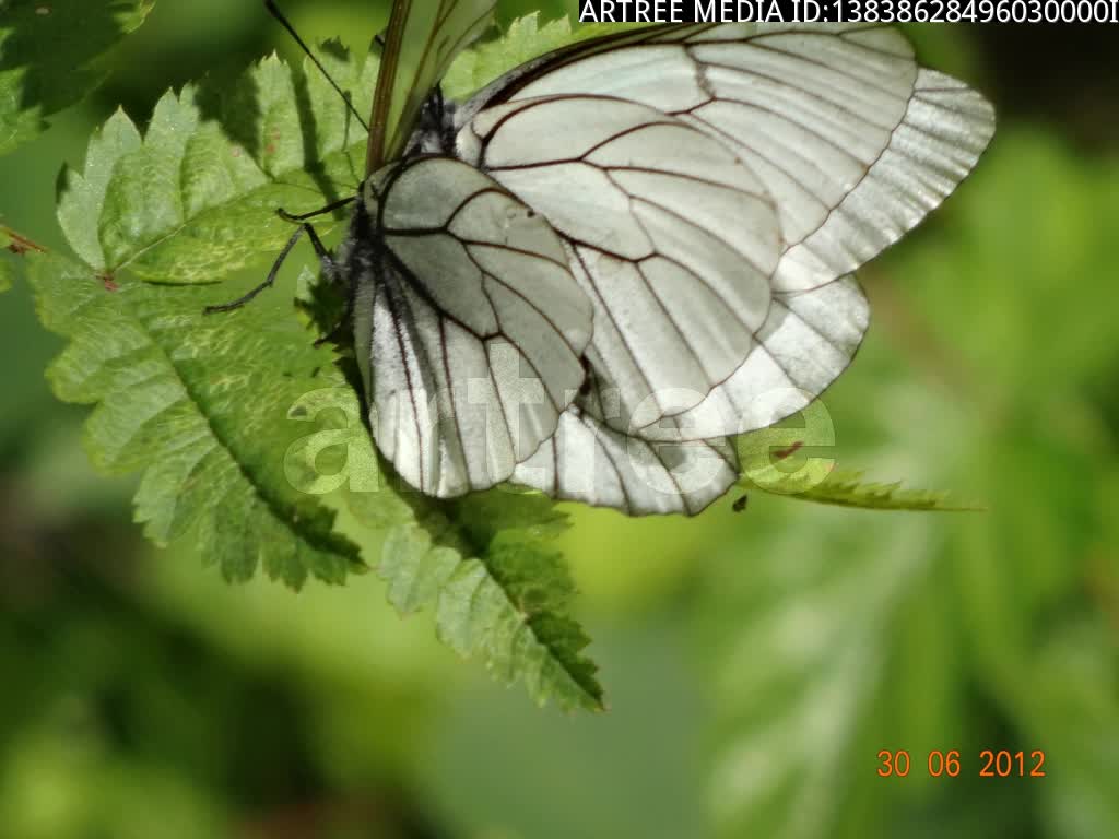 butterfly,butterfly stroke,chat up,flirt,dally,coquet,coquette,romance,philander,mash