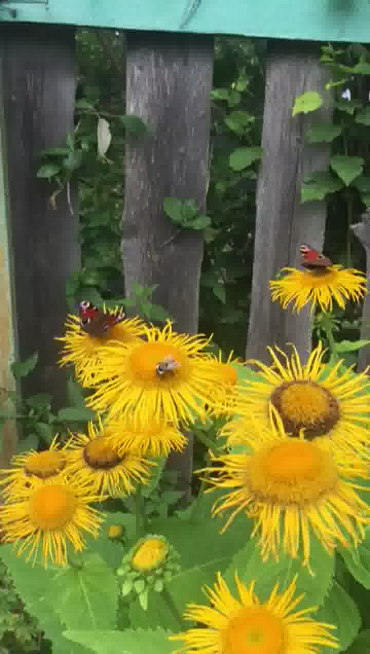 insect,worm,louse,dirt ball