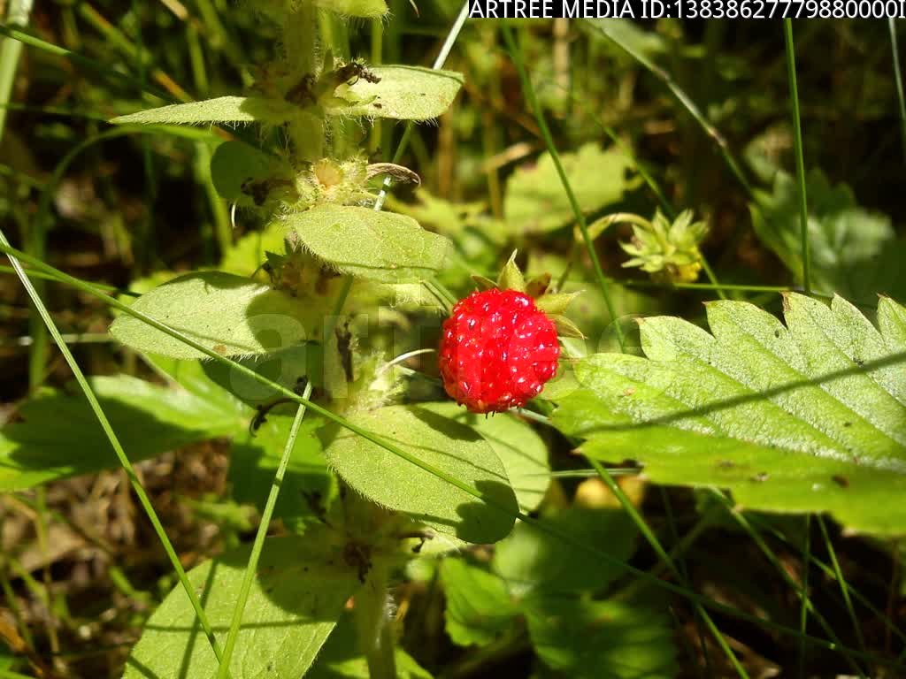 berry,chuck berry,charles edward berry