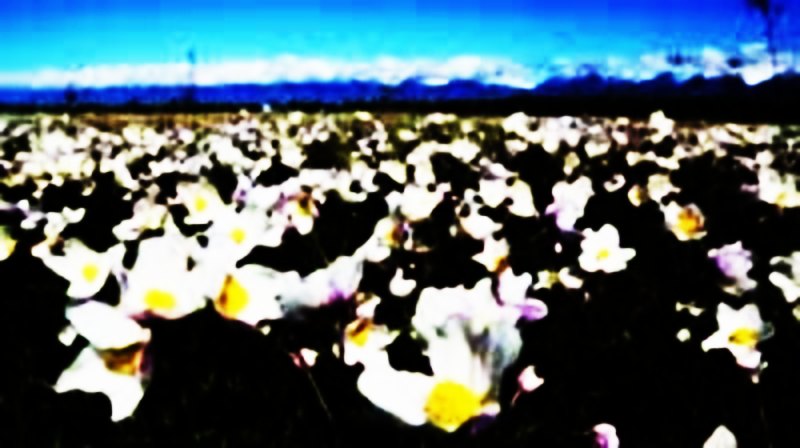 flower,bloom,blossom,prime,peak,heyday,efflorescence,flush