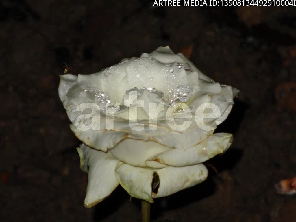 rose,roseate,rosaceous,rosebush,blush wine,pink wine,rose wine,rosiness