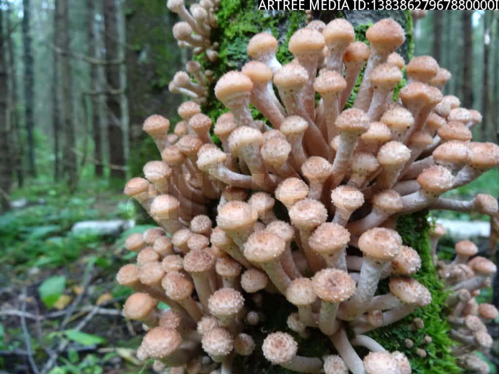 mushroom,mushroom cloud,mushroom shaped cloud