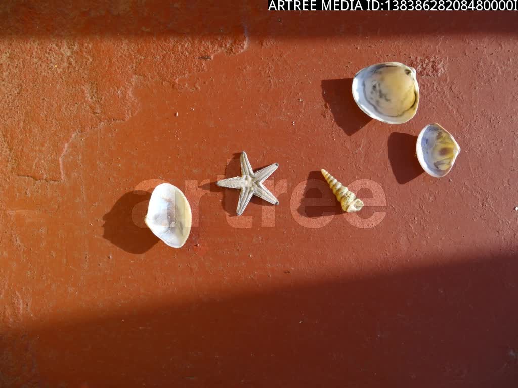 mollusc,mollusk,shellfish